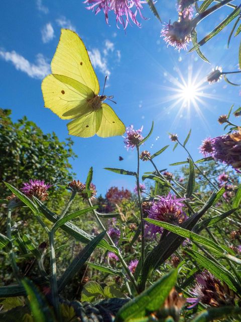 Raupenfutter: Wer etwa Zitronenfalter unterstützen möchte, sollte Wildpflanzen ansiedeln, denn die Raupen von Schmetterlingen ernähren sich fast ausschließlich von heimischen Gewächsen