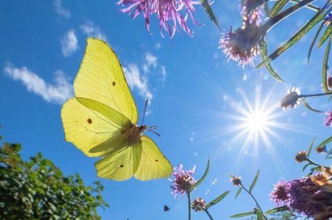 Raupenfutter: Wer etwa Zitronenfalter unterstützen möchte, sollte Wildpflanzen ansiedeln, denn die Raupen von Schmetterlingen ernähren sich fast ausschließlich von heimischen Gewächsen