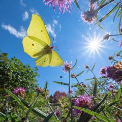 Raupenfutter: Wer etwa Zitronenfalter unterstützen möchte, sollte Wildpflanzen ansiedeln, denn die Raupen von Schmetterlingen ernähren sich fast ausschließlich von heimischen Gewächsen