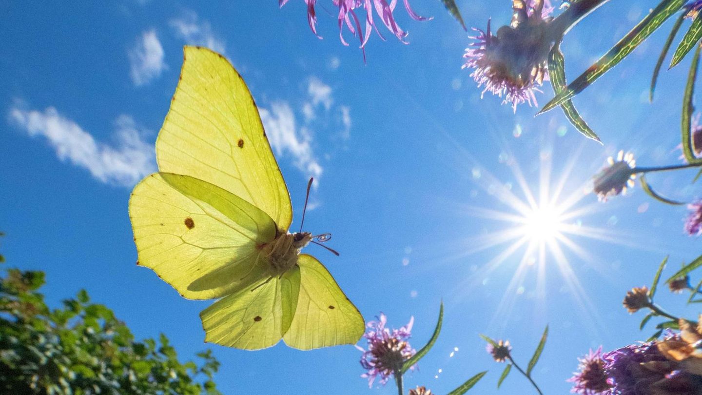 Raupenfutter: Wer etwa Zitronenfalter unterstützen möchte, sollte Wildpflanzen ansiedeln, denn die Raupen von Schmetterlingen ernähren sich fast ausschließlich von heimischen Gewächsen