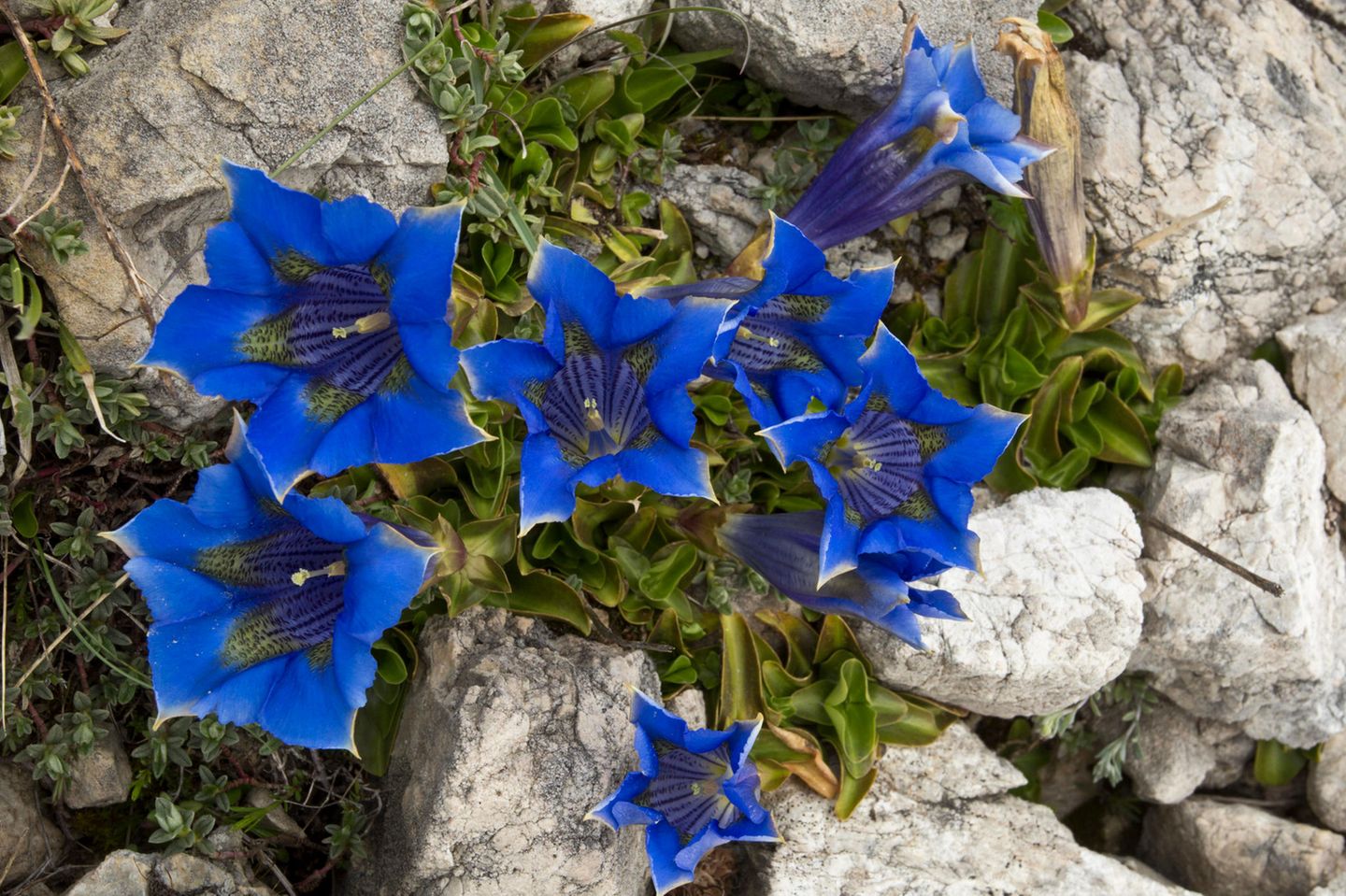 Blaue Alpenblüher wie dieser Ligurische Glocken-Enzian (Gentiana ligustica) haben besonders gute Chancen, von der Wissenschaft unter die Lupe genommen zu werden