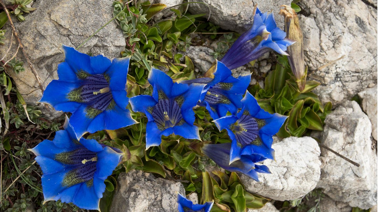 Blaue Alpenblüher wie dieser Ligurische Glocken-Enzian (Gentiana ligustica) haben besonders gute Chancen, von der Wissenschaft unter die Lupe genommen zu werden
