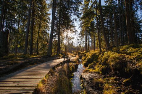 Wanderweg im Harz an einem sonnigen Herbsttag