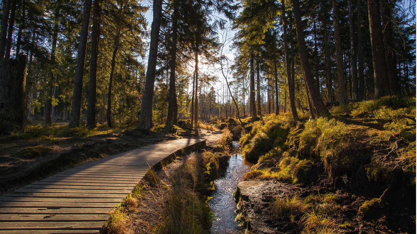 Wanderweg im Harz an einem sonnigen Herbsttag