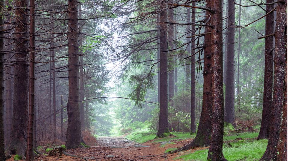 Kaiserweg im Harz