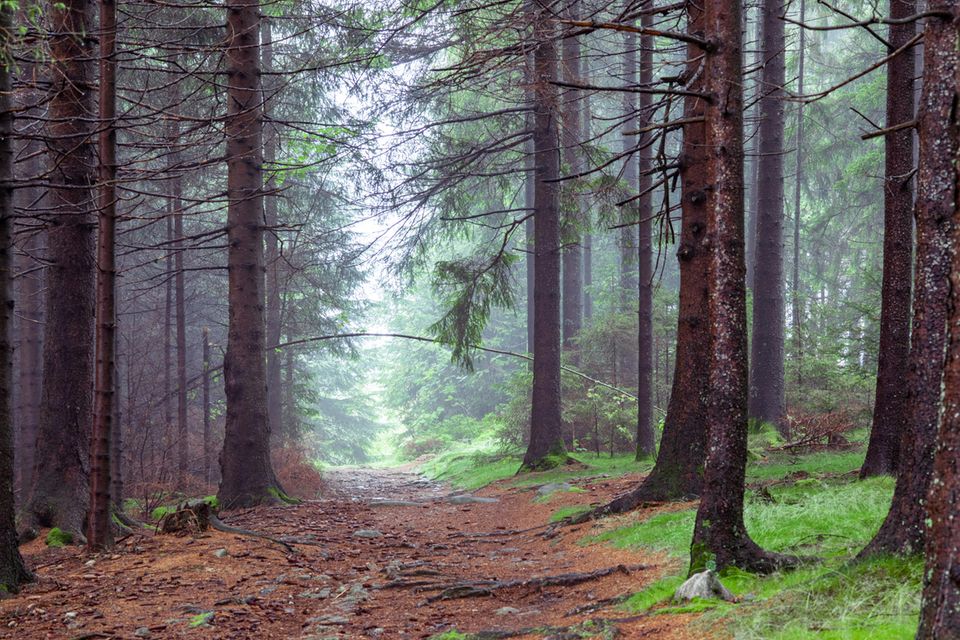 Kaiserweg im Harz