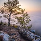 17.05.2021      "Dichter Hochnebel bedeckte an diesem Morgen weite Teile des Pfälzerwaldes. Knapp über der Nebelgrenze konnte ich diese fantastische Szenerie kurz nach Sonnenaufgang festhalten. Im Vordergrund der für den Pfälzerwald typische Buntsandsteinfels mit Wetterkiefer, im Hintergrund ein dichtes Nebelmeer mit herausschauenden Baumkronen und der aufgehenden Sonne."      Kamera: Sony a7iii + Tamron 17-28mm f/2,8  Mehr Fotos von Philipp