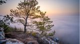 GEO LESERFOTO: 17.05.2021 "Dichter Hochnebel bedeckte an diesem Morgen weite Teile des Pfälzerwaldes. Knapp über der Nebelgrenze konnte ich diese fantastische Szenerie kurz nach Sonnenaufgang festhalten. Im Vordergrund der für den Pfälzerwald typische Buntsandsteinfels mit Wetterkiefer, im Hintergrund ein dichtes Nebelmeer mit herausschauenden Baumkronen und der aufgehenden Sonne." Kamera: Sony a7iii + Tamron 17-28mm f/2,8 Mehr Fotos von Philipp 17.05.2021      "Dichter Hochnebel bedeckte an diesem Morgen weite Teile des Pfälzerwaldes. Knapp über der Nebelgrenze konnte ich diese fantastische Szenerie kurz nach Sonnenaufgang festhalten. Im Vordergrund der für den Pfälzerwald typische Buntsandsteinfels mit Wetterkiefer, im Hintergrund ein dichtes Nebelmeer mit herausschauenden Baumkronen und der aufgehenden Sonne."      Kamera: Sony a7iii + Tamron 17-28mm f/2,8  Mehr Fotos von Philipp