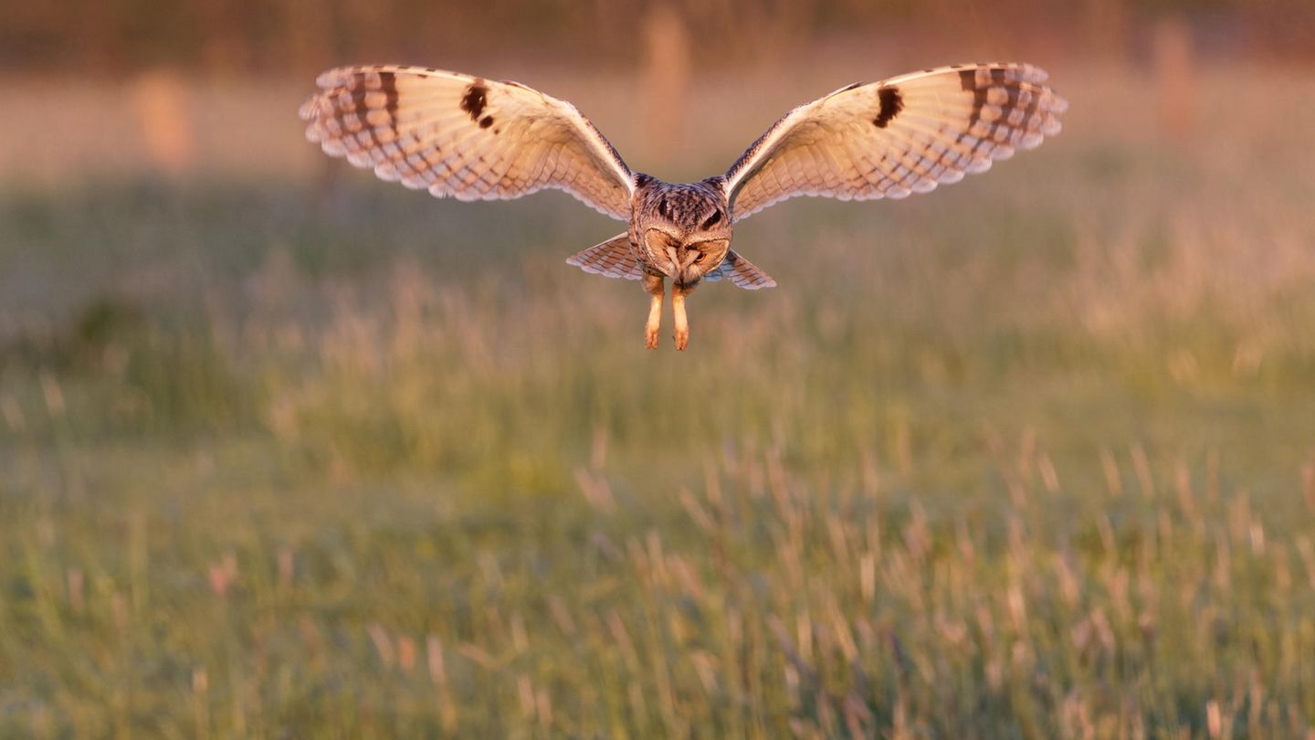 GEO LESERFOTO: 18.05.2021 "Bei wunderschönem Abendlicht konnten wir eine Waldohreule bei der Jagd beobachten. Sie flog immer wieder niedrig und lautlos über die Wiesen auf der Suche nach Mäusen. Hier rüttelt sie wie ein Turmfalke auf der Stelle und sucht nach Beute im hohen Gras." Kamera: Canon EOS 7D II mit Tamron 150-600mm@428mm, Bel.Zeit 1/1000 sek.; Bl. 8,0 ; ISO 2000 Mehr Fotos von Weinafo 18.05.2021 "Bei wunderschönem Abendlicht konnten wir eine Waldohreule bei der Jagd beobachten. Sie flog immer wieder niedrig und lautlos über die Wiesen auf der Suche nach Mäusen. Hier rüttelt sie wie ein Turmfalke auf der Stelle und sucht nach Beute im hohen Gras." Kamera: Canon EOS 7D II mit Tamron 150-600mm@428mm, Bel.Zeit 1/1000 sek.; Bl. 8,0 ; ISO 2000 Mehr Fotos von Weinafo