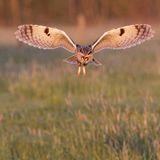 18.05.2021      "Bei wunderschönem Abendlicht konnten wir eine Waldohreule bei der Jagd beobachten. Sie flog immer wieder niedrig und lautlos über die Wiesen auf der Suche nach Mäusen. Hier rüttelt sie wie ein Turmfalke auf der Stelle und sucht nach Beute im hohen Gras."      Kamera: Canon EOS 7D II mit Tamron 150-600mm@428mm, Bel.Zeit 1/1000 sek.; Bl. 8,0 ; ISO 2000  Mehr Fotos von Weinafo