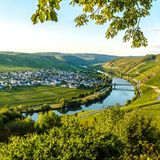 Am Moselsteig mit Blick auf das Moseltal und den Ort Trittenheim