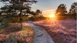 Heidschnuckenweg bei Sonnenuntergang