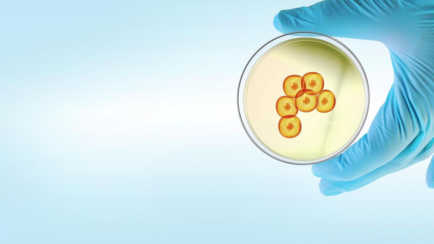 Stammzellforschung: Stammzellen (in dieser Foto-Illustration stark vergrößert) haben die Fähigkeit, sich unbegrenzt zu teilen und in unterschiedliche Körperzellen – etwa Muskel- oder Netzhautzellen – zu entwickeln. Daher gelten sie als Wunderwaffe beim Wiederaufbau von zerstörtem Gewebe Stammzellen (in dieser Foto-Illustration stark vergrößert) haben die Fähigkeit, sich unbegrenzt zu teilen und in unterschiedliche Körperzellen – etwa Muskel- oder Netzhautzellen – zu entwickeln. Daher gelten sie als Wunderwaffe beim Wiederaufbau von zerstörtem Gewebe