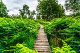 Etappe des Eifelsteigs im Naturpark Hohes Venn-Eifel