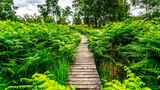Etappe des Eifelsteigs im Naturpark Hohes Venn-Eifel