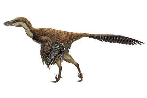 Evolution: Warum die Dinosaurier noch heute unter uns sind