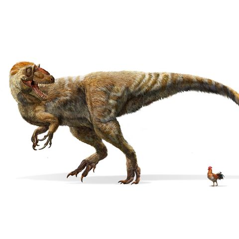 Evolution: Flugsaurier hatten überraschend kleine Gehirne - [GEO]