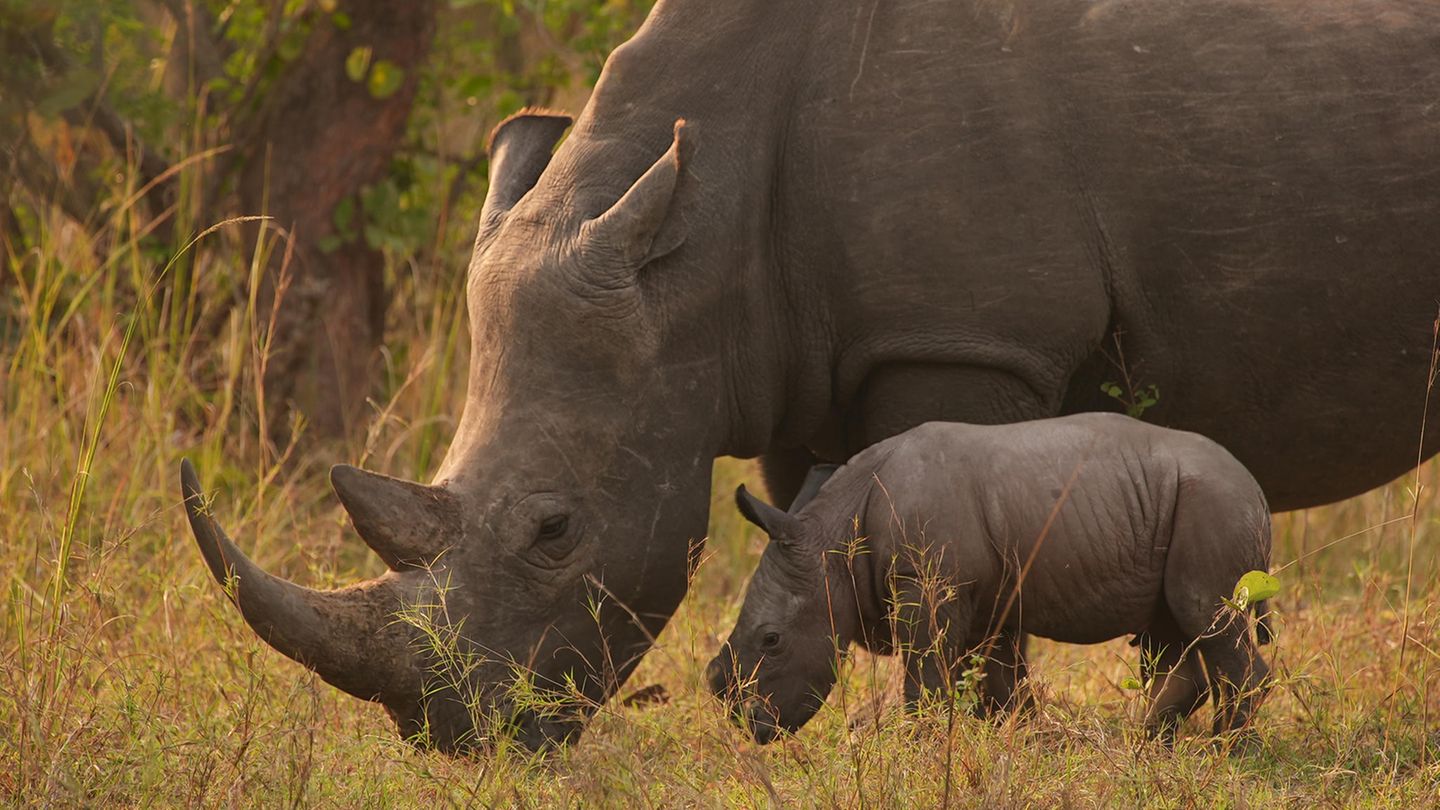 Breitmaulnashörner waren in Uganda seit 1983 ausgerottet. Im Ziwa Rhino Sancutary war der Bestand zuletzt auf 33 Tiere angewachsen