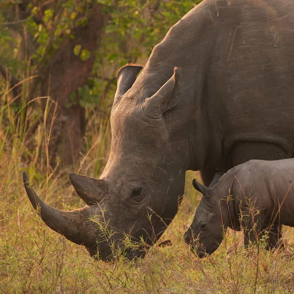 Breitmaulnashörner waren in Uganda seit 1983 ausgerottet. Im Ziwa Rhino Sancutary war der Bestand zuletzt auf 33 Tiere angewachsen