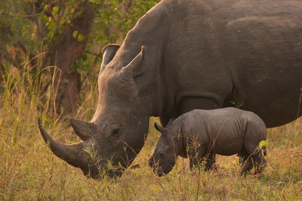 Breitmaulnashörner waren in Uganda seit 1983 ausgerottet. Im Ziwa Rhino Sancutary war der Bestand zuletzt auf 33 Tiere angewachsen