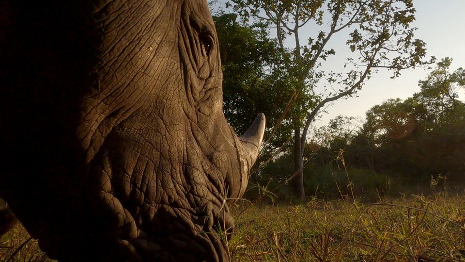 Uganda: Im Ziwa Rhino Sanctuary kam Roland Gockel den urzeitlich anmutenden Riesen sehr nah Im Ziwa Rhino Sanctuary kam Roland Gockel den urzeitlich anmutenden Riesen sehr nah