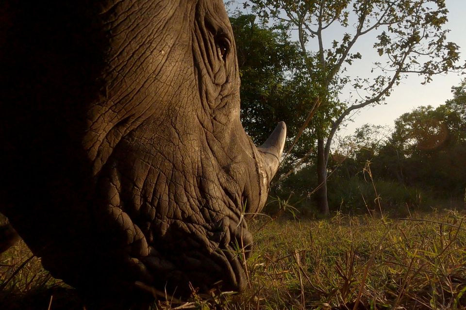 Uganda: Im Ziwa Rhino Sanctuary kam Roland Gockel den urzeitlich anmutenden Riesen sehr nah Im Ziwa Rhino Sanctuary kam Roland Gockel den urzeitlich anmutenden Riesen sehr nah