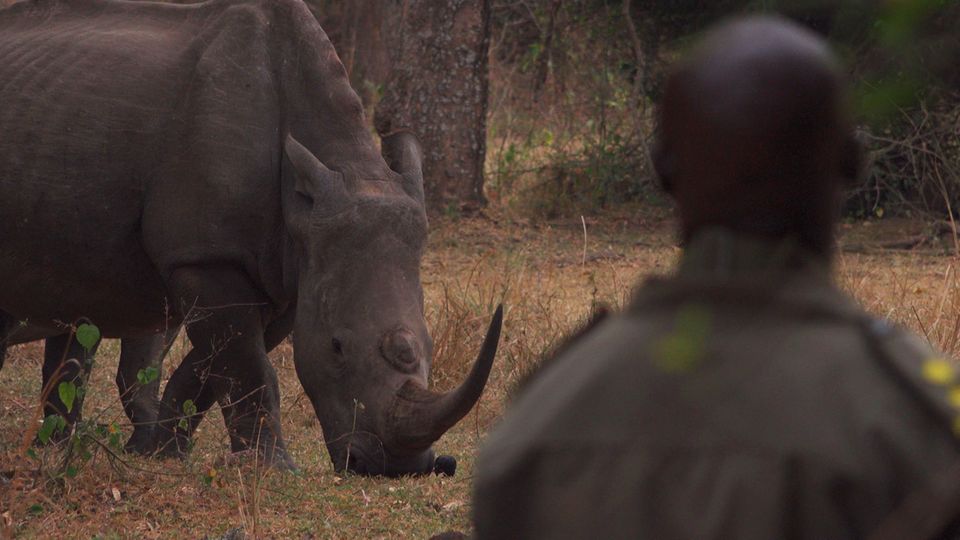 Uganda: Nashörner und Ranger kennen - und respektieren - sich seit Jahren Nashörner und Ranger kennen - und respektieren - sich seit Jahren