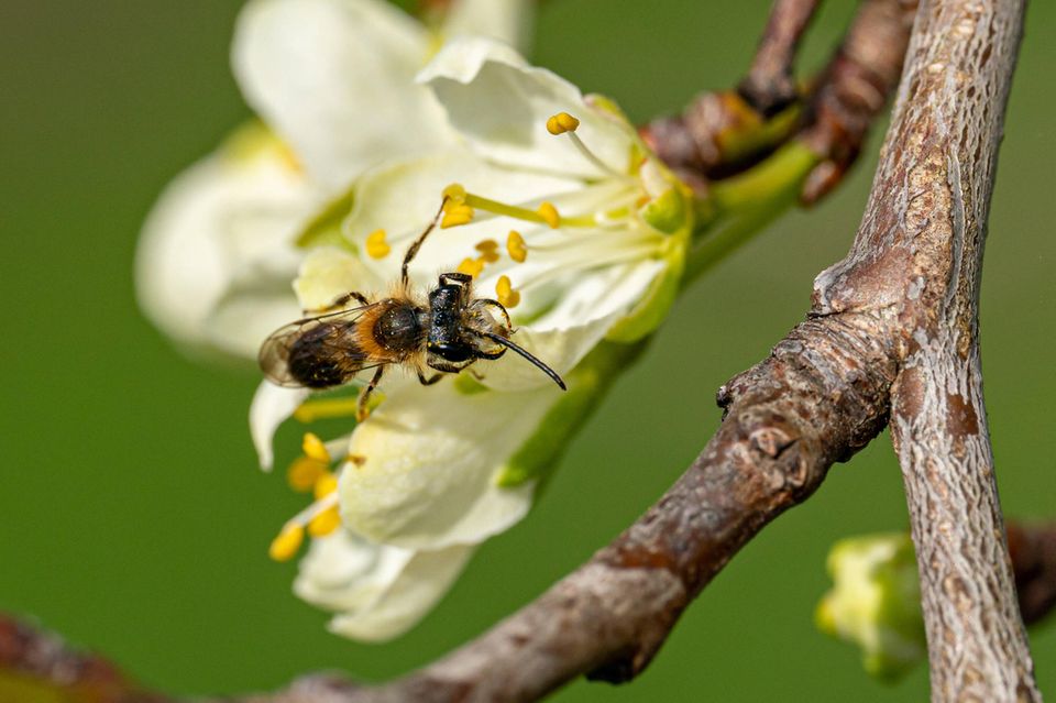 Kleine Wildbiene im Frühling sitzt auf einer Obstbaumblüte