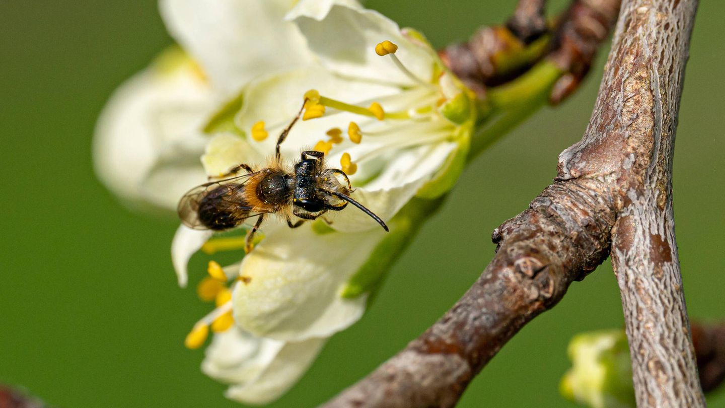 Kleine Wildbiene im Frühling sitzt auf einer Obstbaumblüte