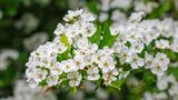 Weiße Blüten von Crataegus monogyna