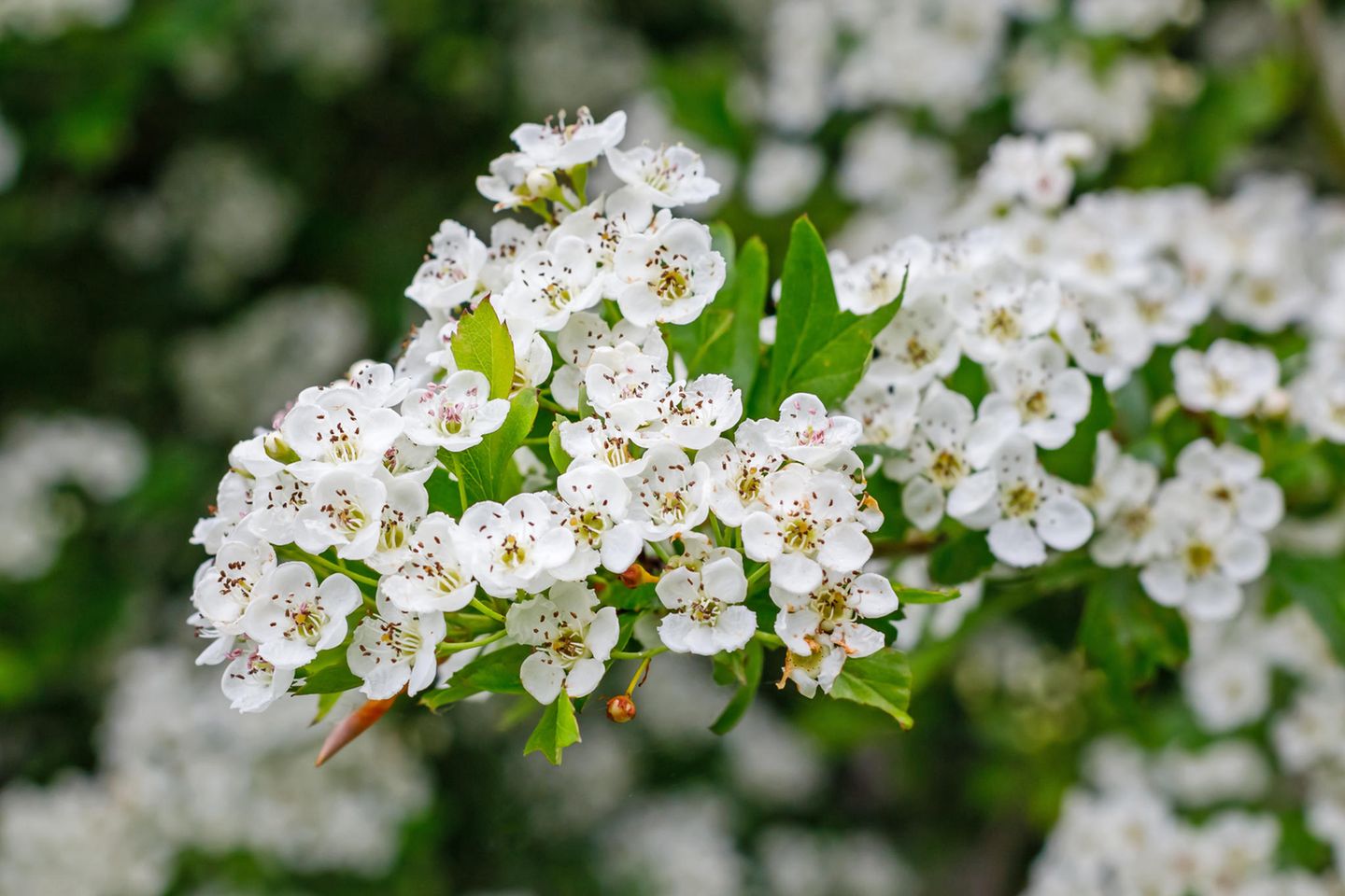 Eingriffeliger Weißdorn Weiße Blüten von Crataegus monogyna