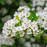 Weiße Blüten von Crataegus monogyna