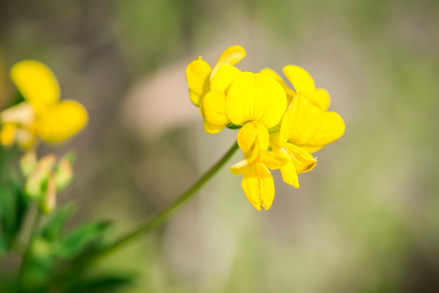 Hornklee Hornklee für Wildbienen