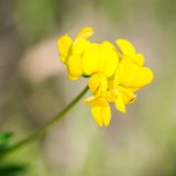 Hornklee für Wildbienen