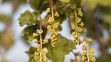 Rote Johannisbeere