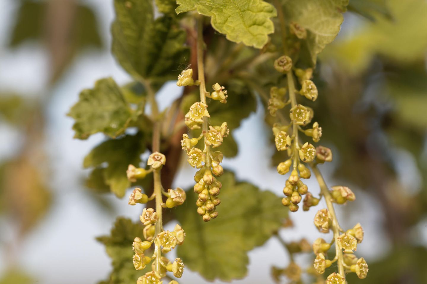 Rote Johannisbeere Rote Johannisbeere