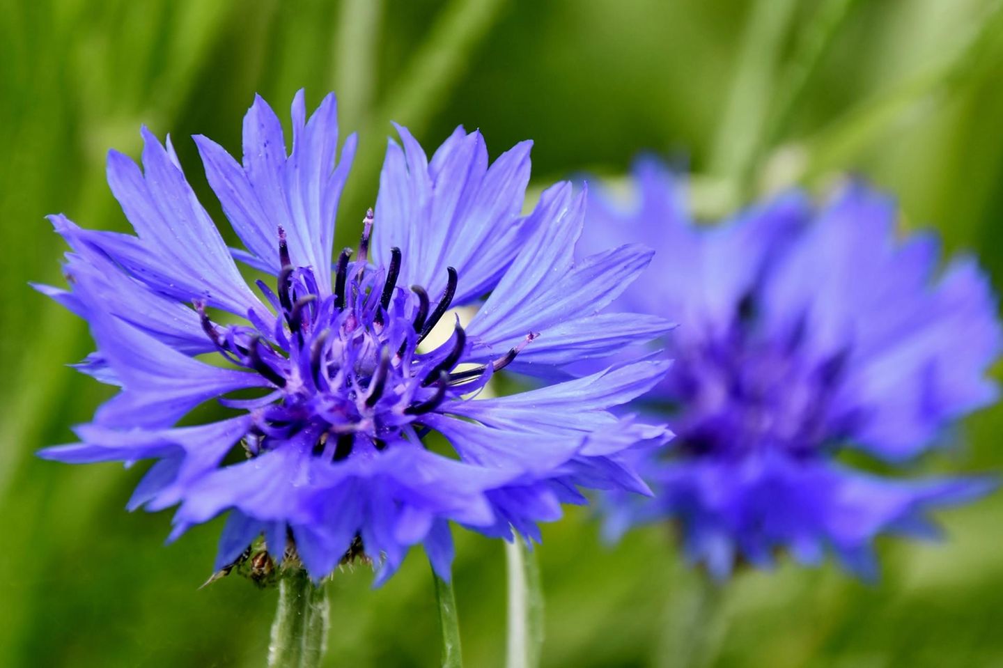Kornblume Kronblumen für Wildbienen