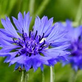 Kronblumen für Wildbienen