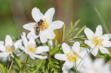 Buschwindröschen mit Wildbienen