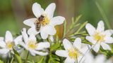 Buschwindröschen mit Wildbienen
