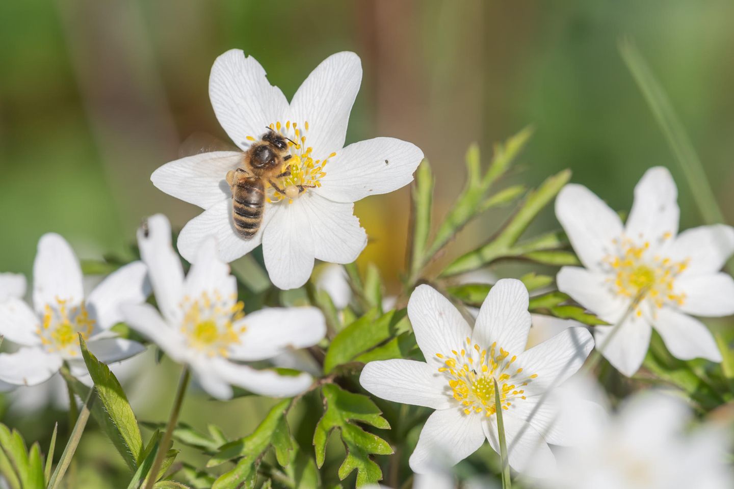 Buschwindröschen Buschwindröschen mit Wildbienen