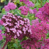 Fetthenne für Wildbienen