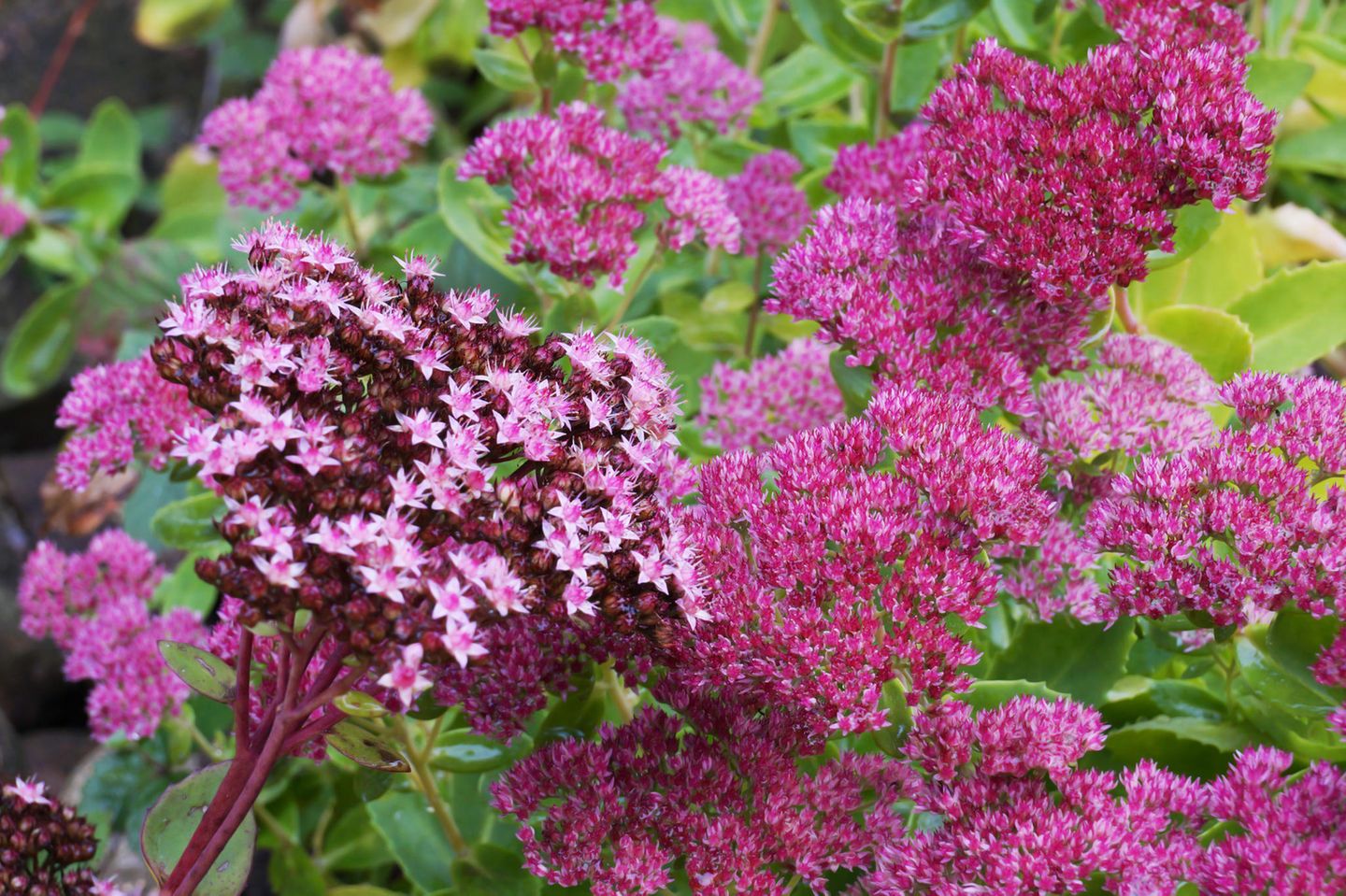 Fetthenne Fetthenne für Wildbienen