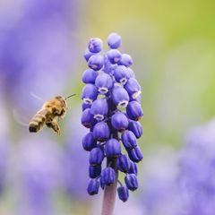 Wildbiene fliegt zu einer Perlhyazinte