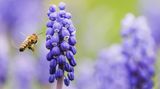 Wildbiene fliegt zu einer Perlhyazinte