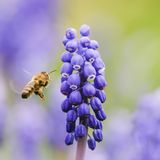 Wildbiene fliegt zu einer Perlhyazinte