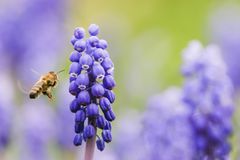 Wildbiene fliegt zu einer Perlhyazinte