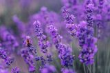 Lavendelpflanzen, auf denen eine Biene sitzt