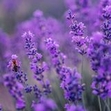 Lavendelpflanzen, auf denen eine Biene sitzt