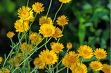 Färberkamille für Wildbienen